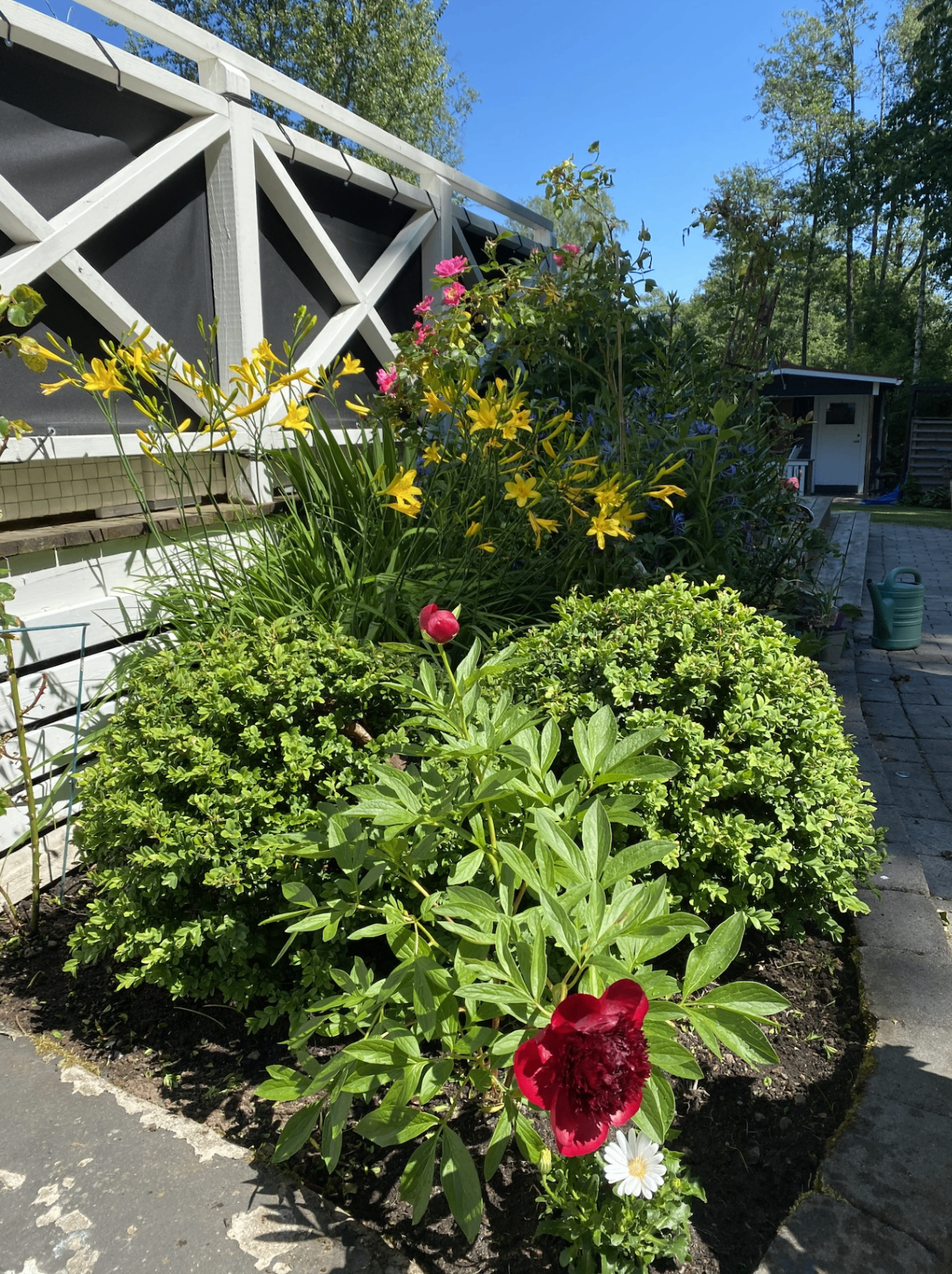 Blomsterrabatt med pioner och gula blommor